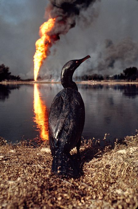 bird oil spill